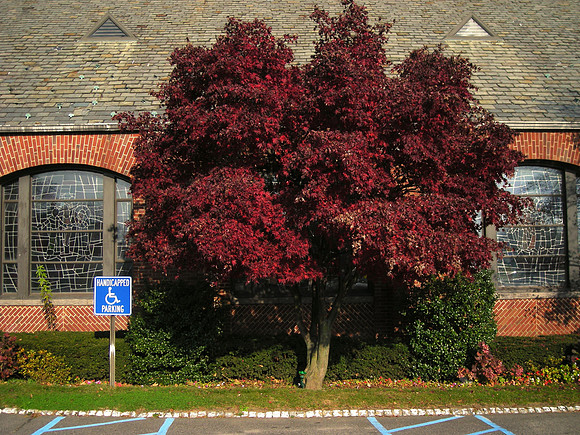 Japanese Maple, Holy Family Church, Flushing NY