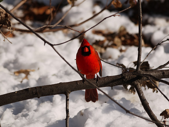 Cardinal, Central Park