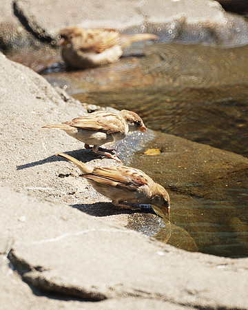 Sparrows, Central Park Zoo