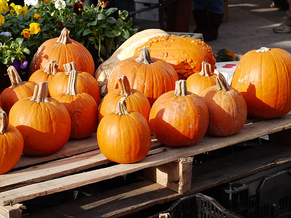 Pumpkins, Union Square Greenmarket