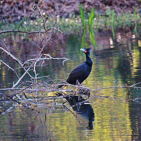 Double-Crested Cormorant, Turtle Pond
