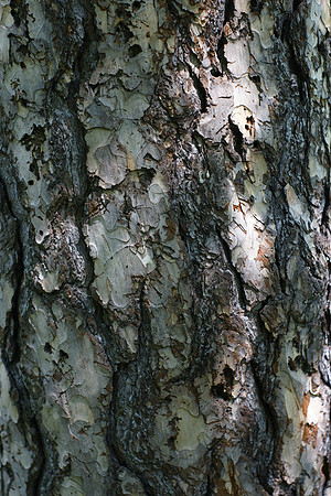 Tree bark, Central Park