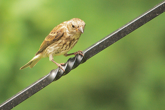Female Purple Finch, Traveler Food and Books