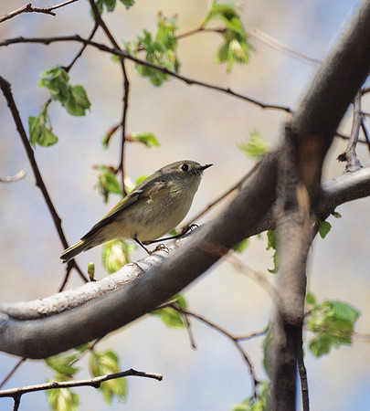 Golden-Crowned Kinglet