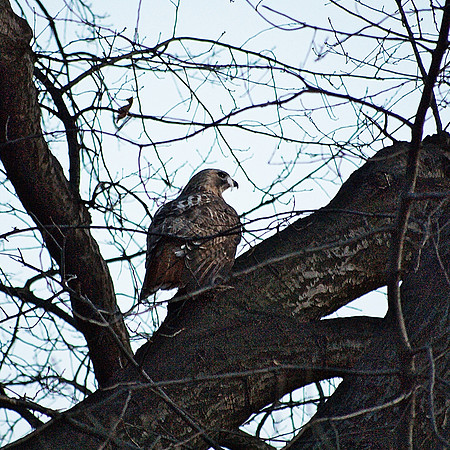 Red-Tailed Hawk, Central Park