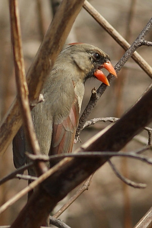 female cardinal calling