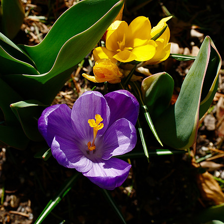 Crocuses