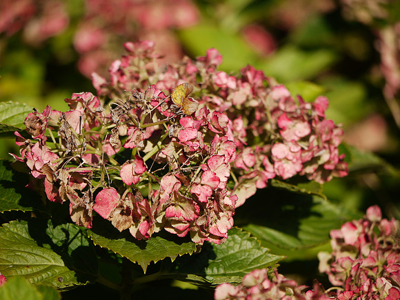Hydrangeas