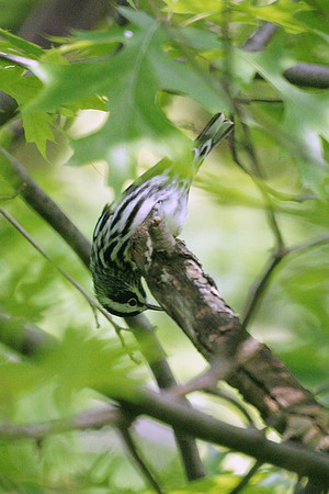 Black and White Warbler, Central Park