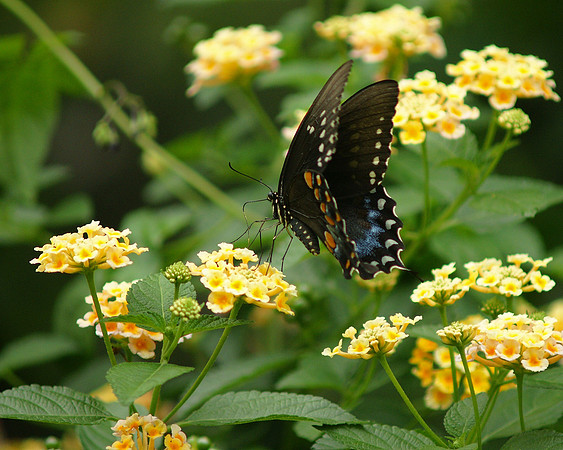 Black Swallowtail, Brooklyn Botanic Garden