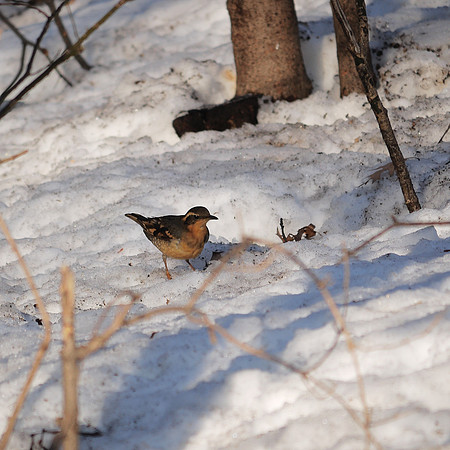 Varied Thrush, Central Park