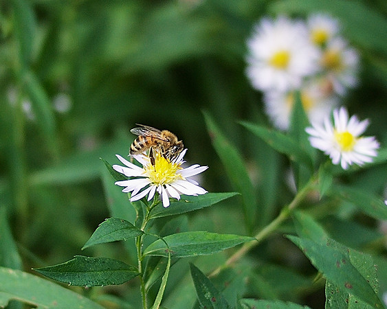 Bee, Daisy