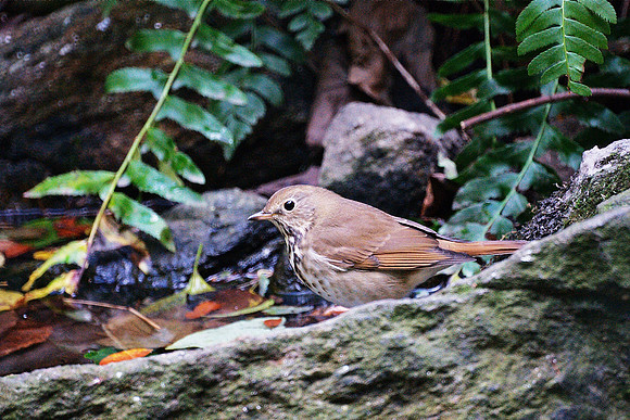 Wood Thrush, Central Park