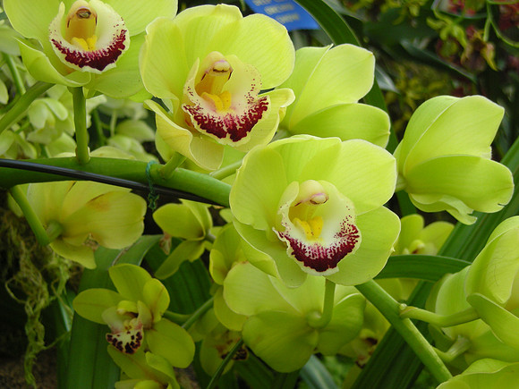 Cymbidium-DameCatherine-05