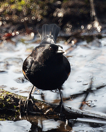 Bold blackbird