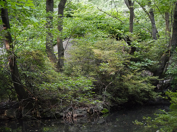 At Azalea Pond