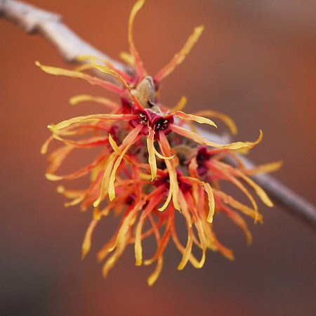 Witch Hazel, Central Park