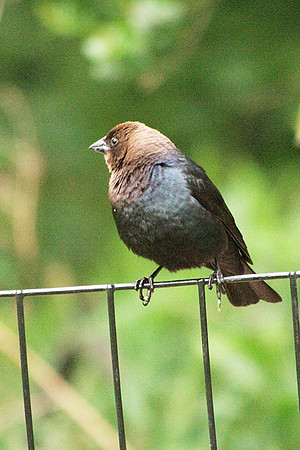 Brown-Headed Cowbird, Central Park