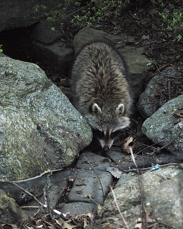 Raccoon, Central Park