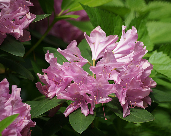 Azaleas, Central Park