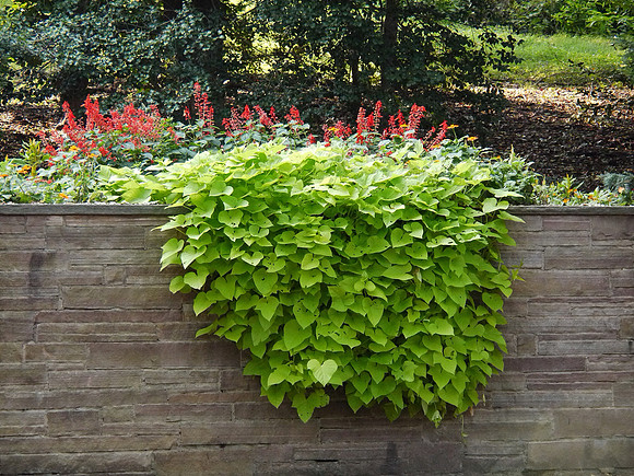 Brooklyn Botanic Garden
