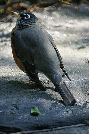 American Robin, Central Park
