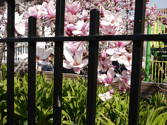 Blooms Beghind Bars!
