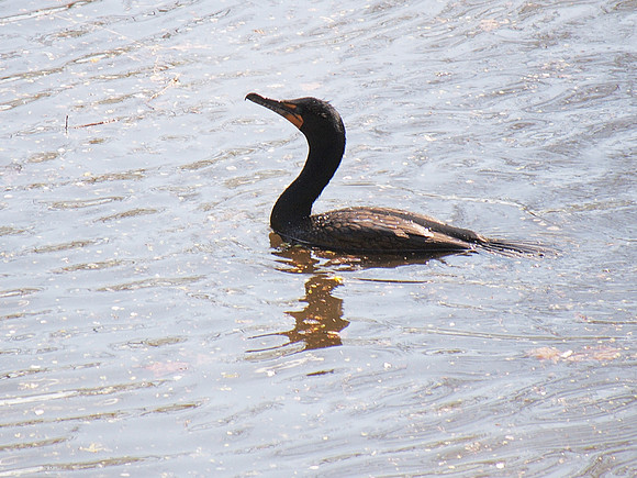Cormorant, Central Park