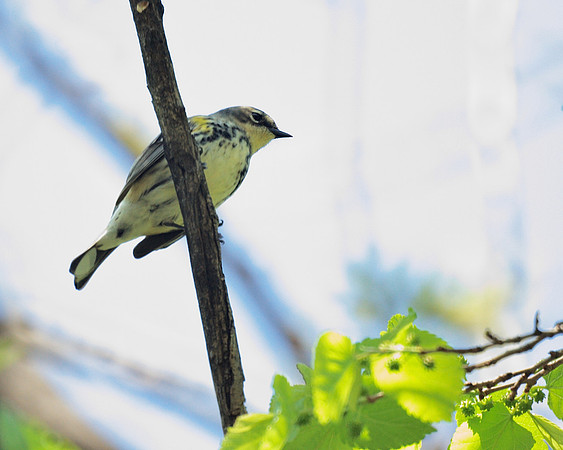 Yellow-Rumped Warbler, Central Park