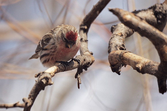 Common Redpoll, Central Park