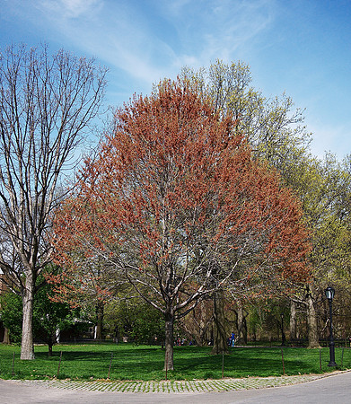 Tree, Central Park