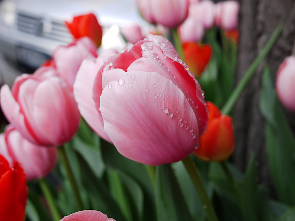 Street tulips