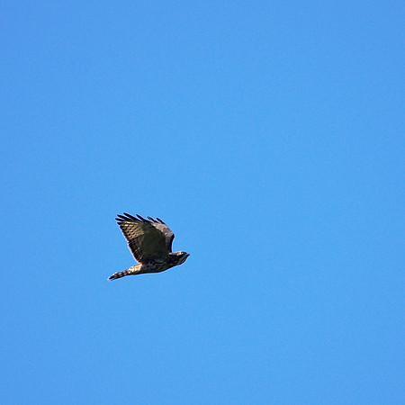 Broad-Winged Hawk, Central Park