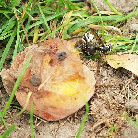 Wasps fighting over a rotting peach