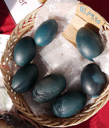 Emu eggs, Union Square greenmarket