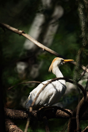 Cattle Egret, Bronx Zoo