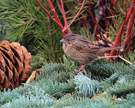 Lincoln's Sparrow, Bryant Park