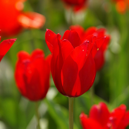 Tulips, Brooklyn Botanic Garden