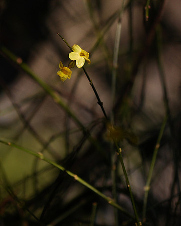 Sola fides