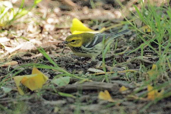 Black-Throated Green Warbler with a worm