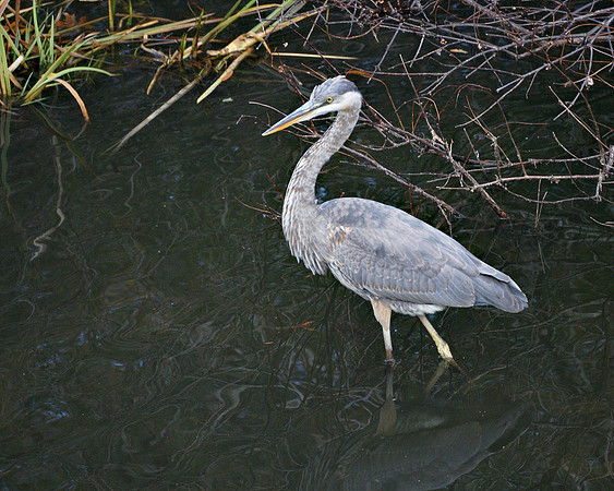 Great Blue Heron, Turtle Pond, Central Park