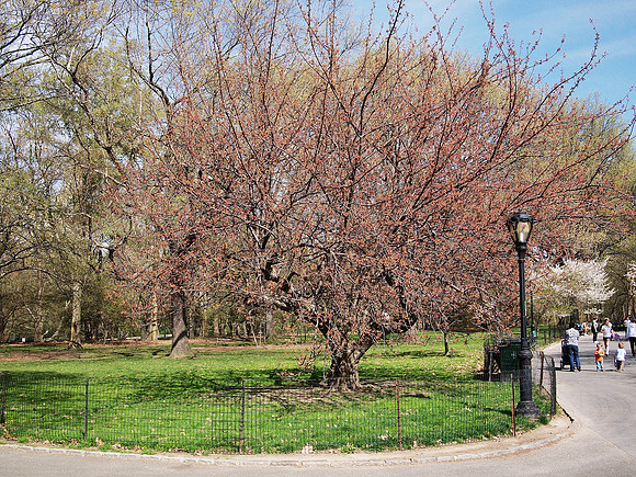 Cherry Tree, Central Park