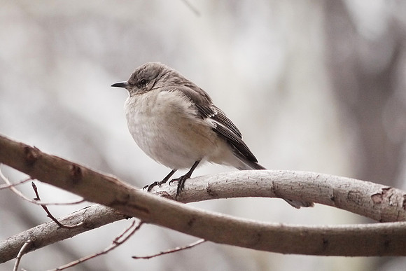 Mockingbird, Upper West Side