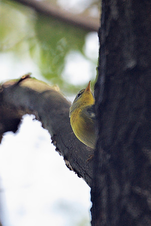 Northern Parula, Central Park