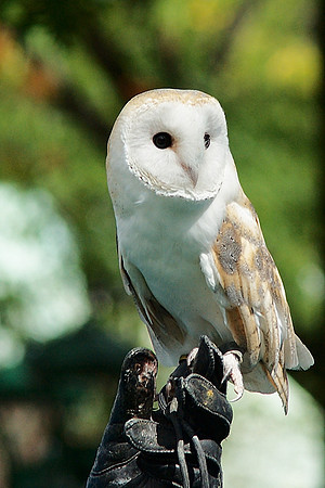 Cigar-box owl