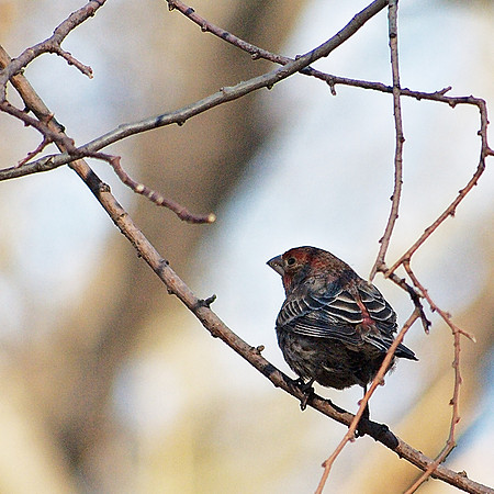 House Finch, Central Park
