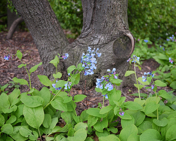 Bluebells, Central Park