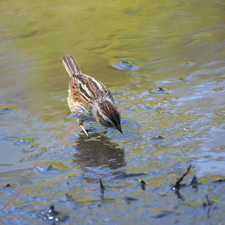 Swamp Sparrow, Central Park