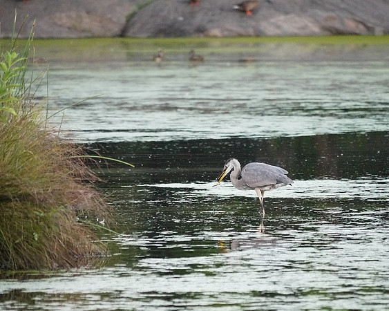 Great Blue Heron fishing, Turtle Pond