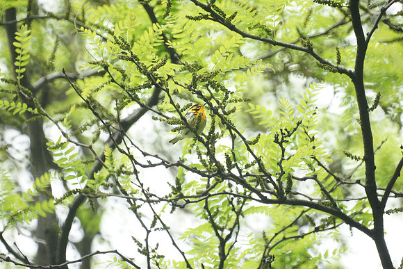 Blackburnian Warbler, Central Park